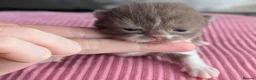 British Shorthair cats for sale: GCCF registered Pedigree British Shorthair Kittens - Advert 4