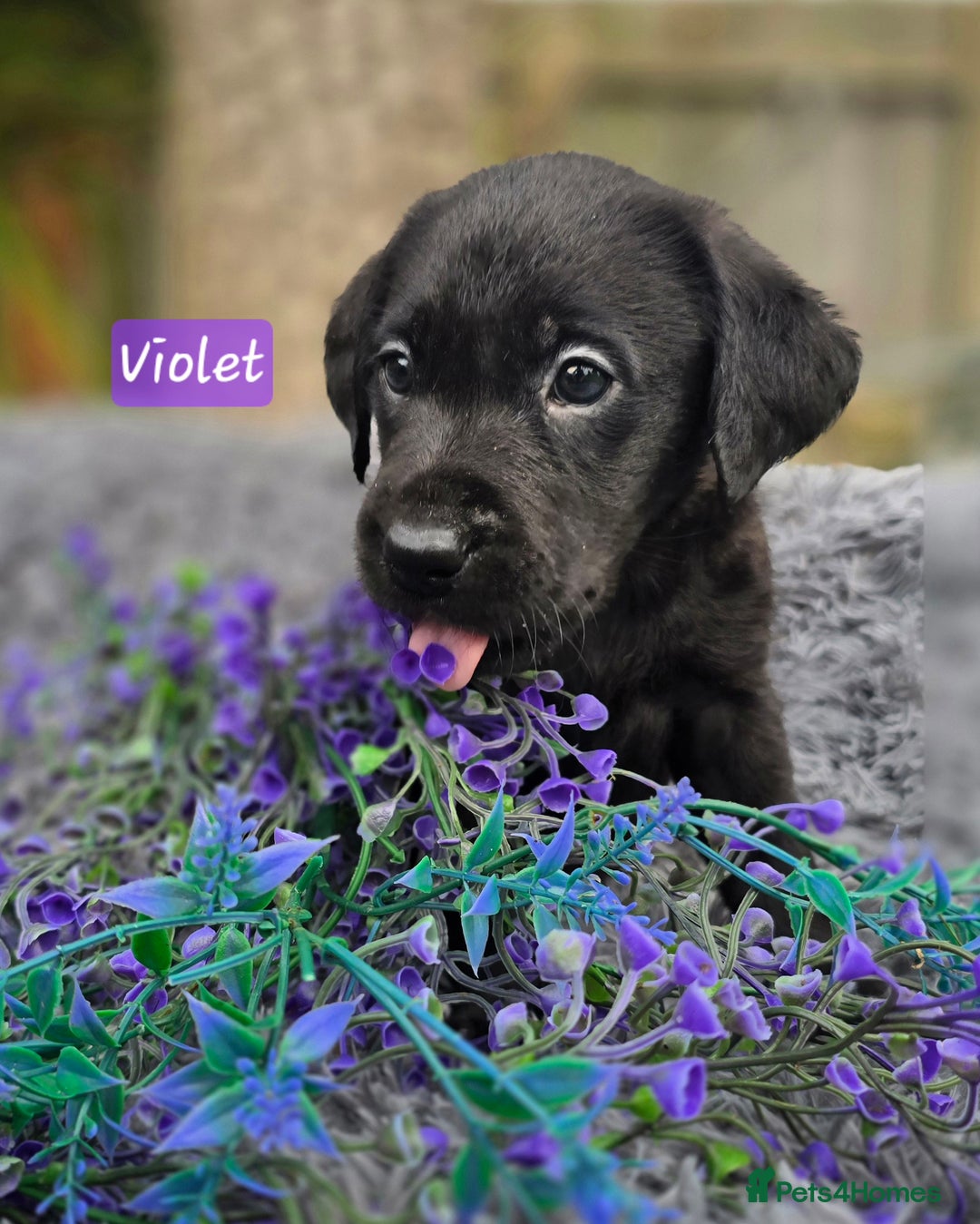 Labrador Retriever dogs for sale: *Beautiful KC, Dna clear labrador retriever pups* - Advert 5