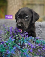 Labrador Retriever dogs - Advert 16