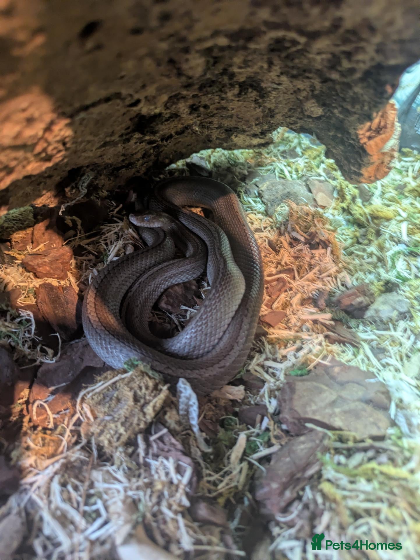 Corn Snake reptiles Corn snake  - Advert 2