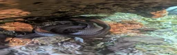 Corn Snake reptiles for sale: Corn snake  - Advert 2