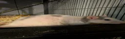 Rat rodents for sale: Group of 4 female rats - Advert 1