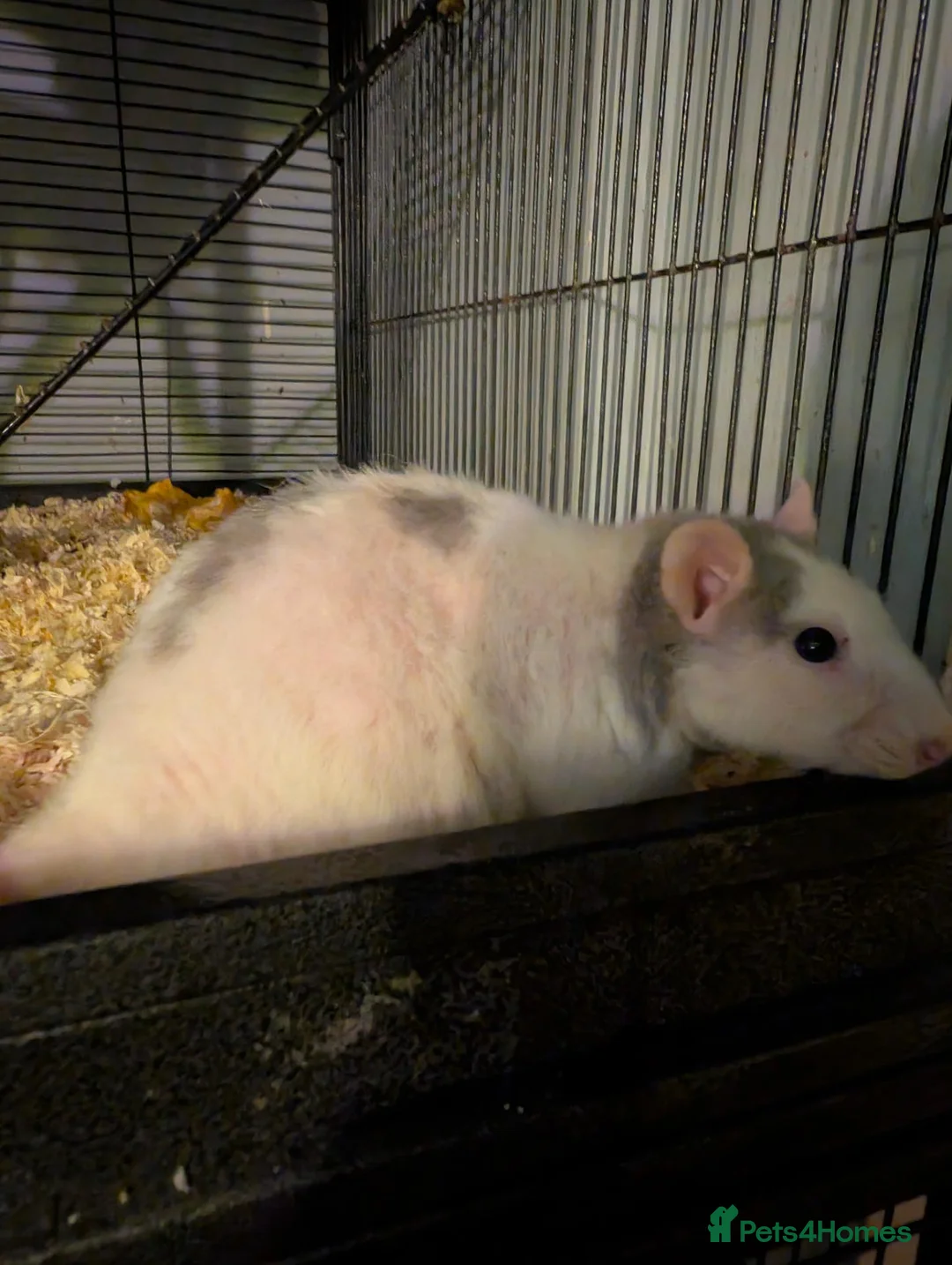 Rat rodents for sale: Group of 4 female rats - Advert 1