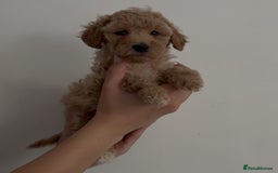 Miniature Poodle dogs for sale: Miniature Poodles LAST GIRL  - Image 1