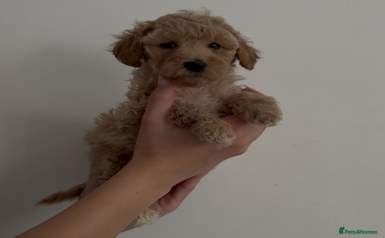Miniature Poodle dogs - Advert 3