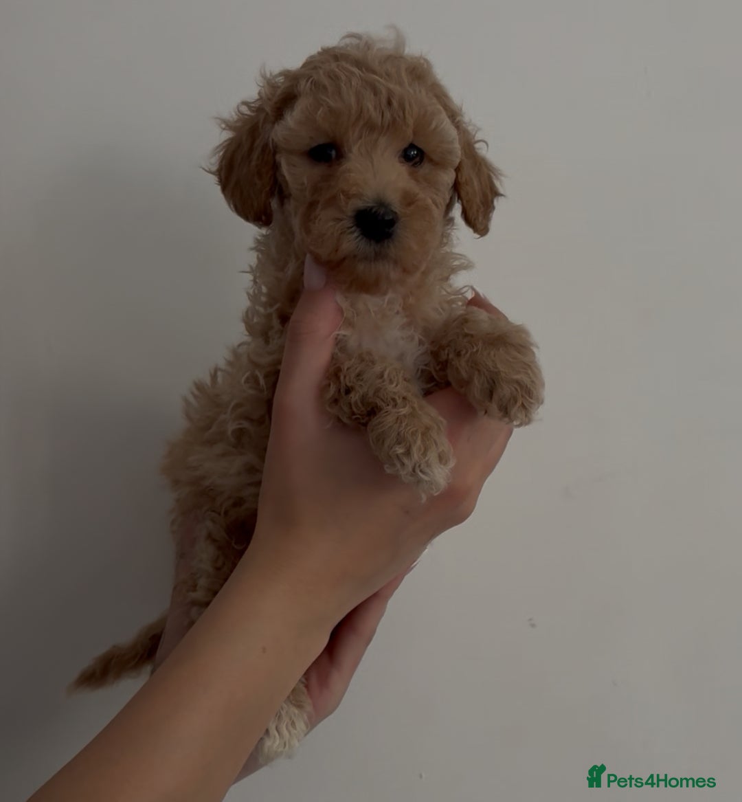 Miniature Poodle dogs for sale: Miniature Poodles LAST GIRL  - Image 1