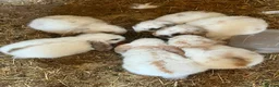 Mixed Breed rabbits for sale: Two babies ready to leave now (8 weeks old) - Advert 6