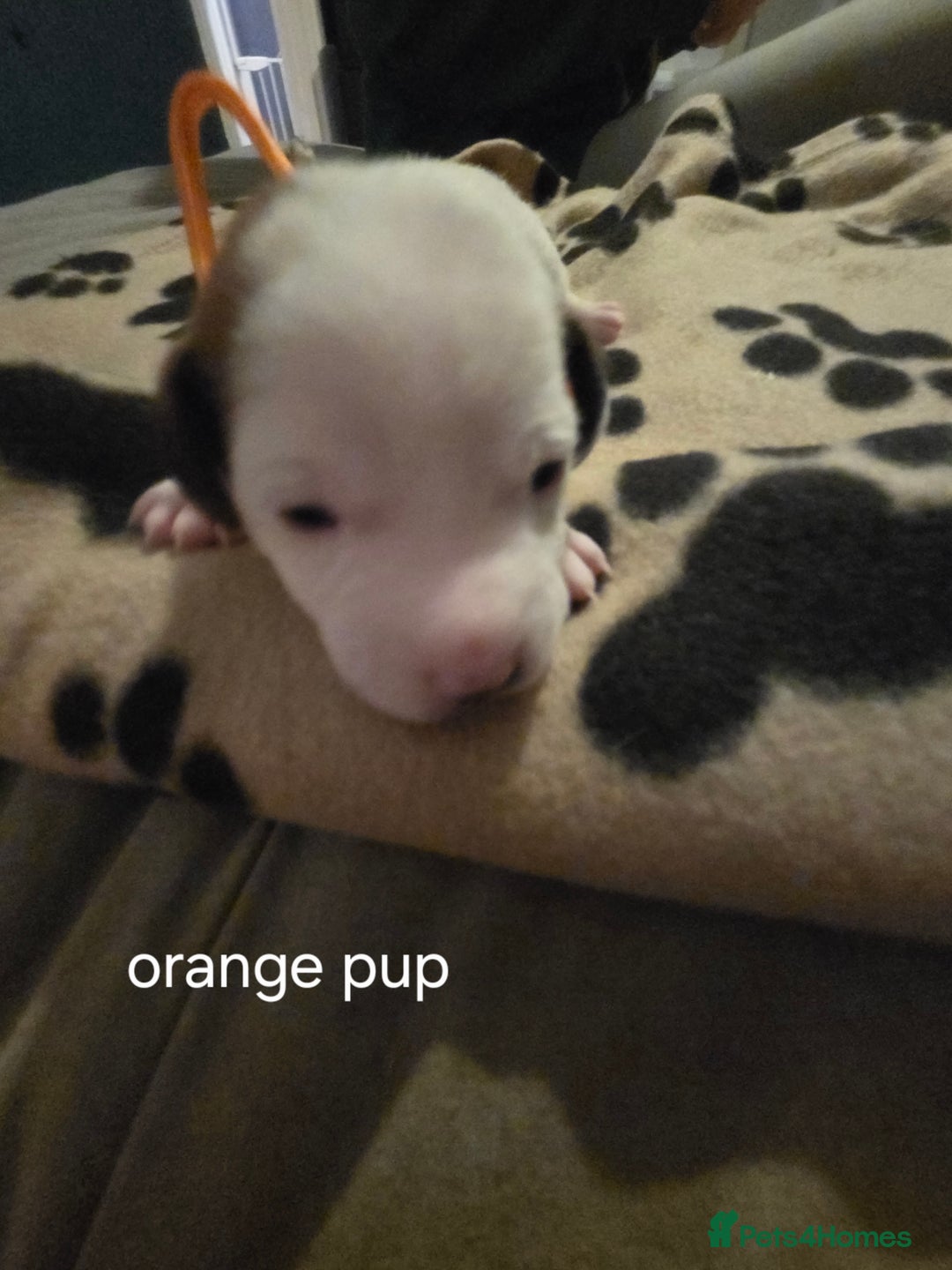 Jack Russell dogs for sale: Jack russell puppies - Advert 11