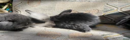 Mini Lop rabbits for sale: mini lops - Advert 27