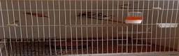 Finches birds for sale:  isabel zebra finches  - Advert 3