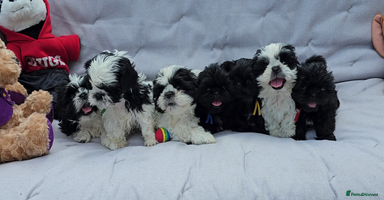 Shih Tzu dogs - Advert 15