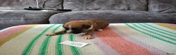 Boxer dogs for sale: Stunning Boxer Puppies in Cannock - Advert 9
