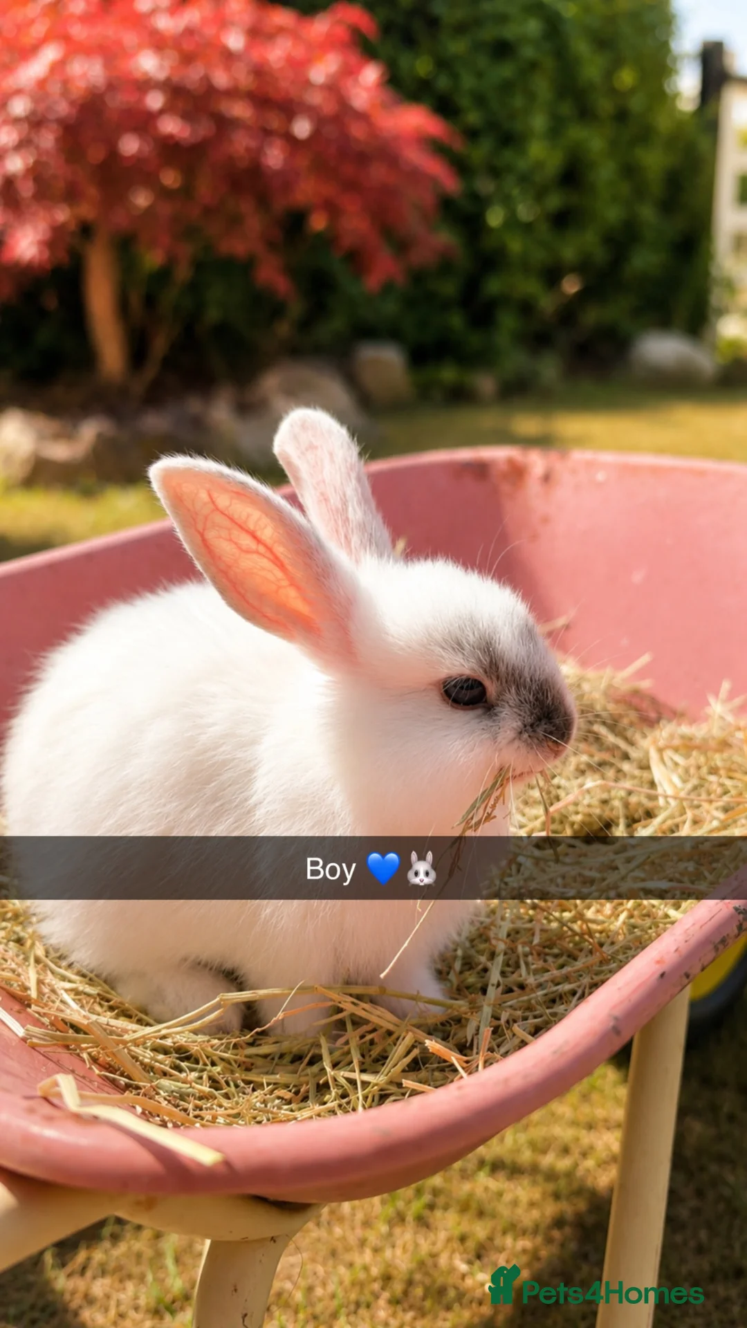 Mini Lop rabbits for sale: 🐰 Adorable Pure Mini Lop Babies Friendly 🐰 - Advert 2
