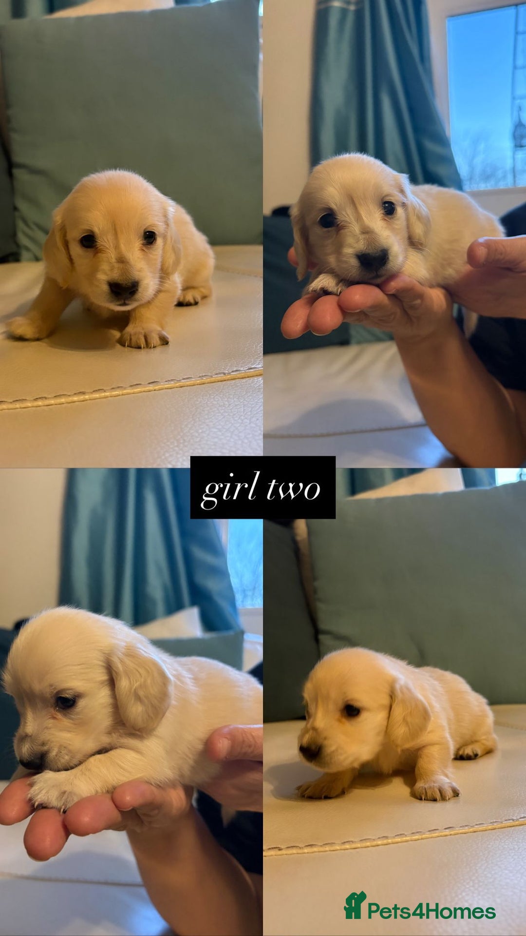 Miniature Dachshund dogs for sale: Miniature long haired cream dachshund puppies  - Advert 3