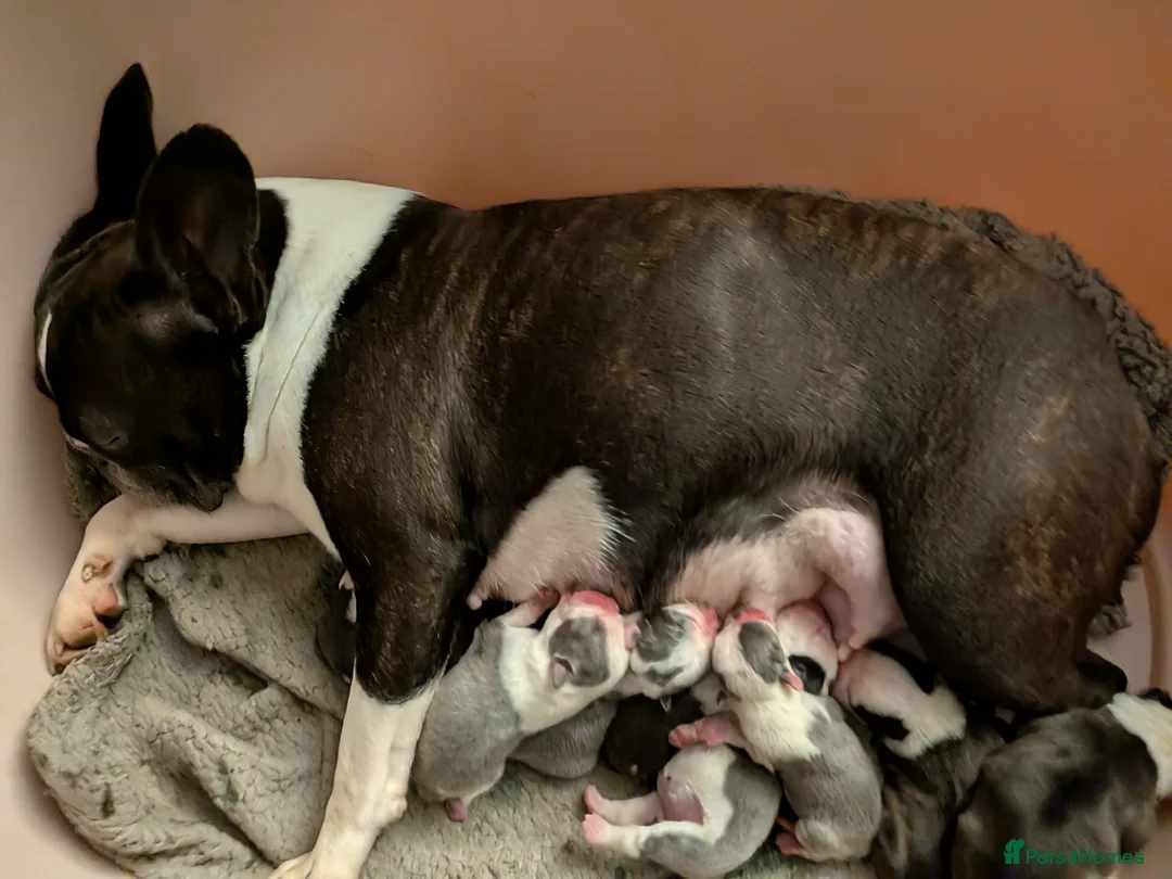 Boston Terrier dogs for sale: Boston Terrier pups looking for forever homes  in Merthyr Tydfil - Advert 33