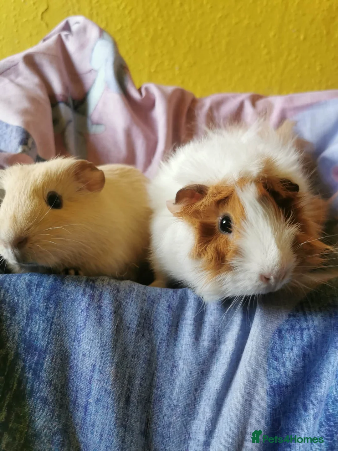 Guinea Pig rodents for sale: 5 Adorable Guinea pigs *READ DESCRITION* - Advert 1