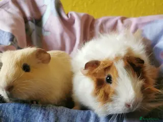Guinea Pig rodents 5 Adorable Guinea pigs *READ DESCRITION* - Advert 1