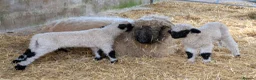 Sheep livestock for sale: Swiss Valais cuddly sheep in Lymington - Advert 6