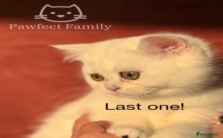 British Shorthair cats - Advert 4