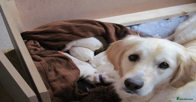Golden Retriever dogs - Advert 16