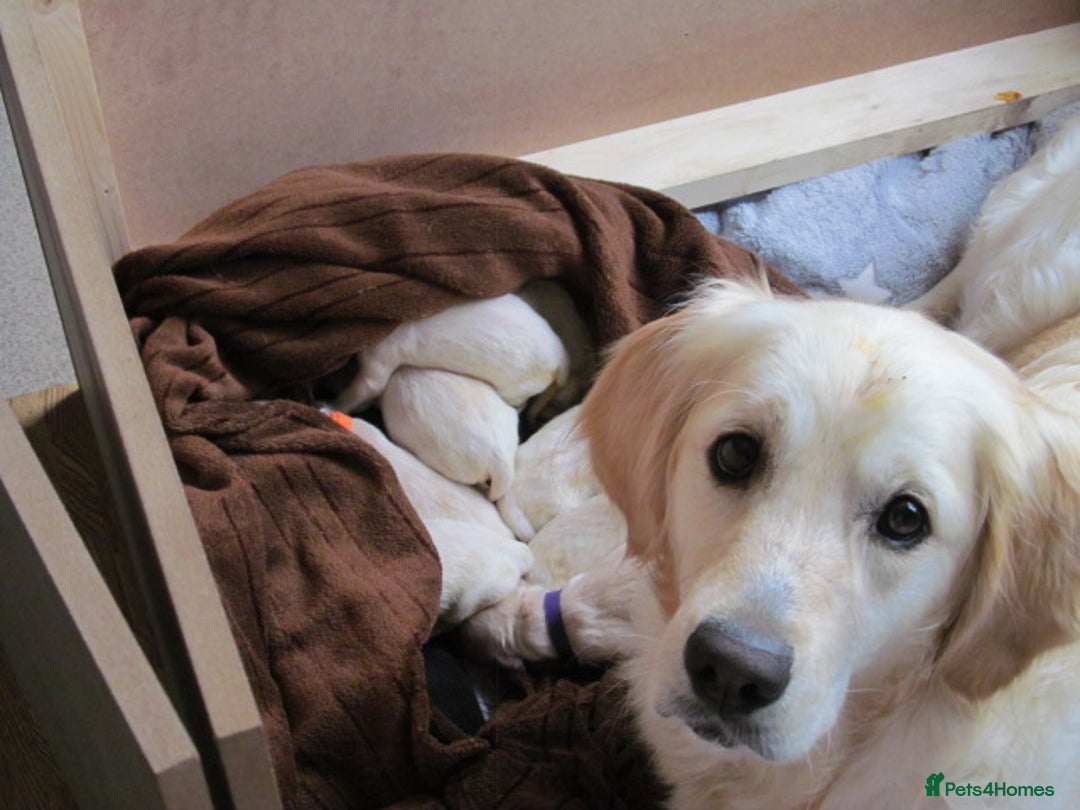 Golden Retriever dogs for sale: Stunning Golden Retriever Puppies - Image 4