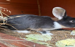Mixed Breed rabbits for sale: 3 gorgeous rex cross-sold pending collection  - Image 1