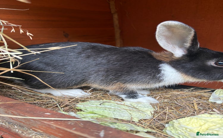 Mixed Breed rabbits - Advert 1