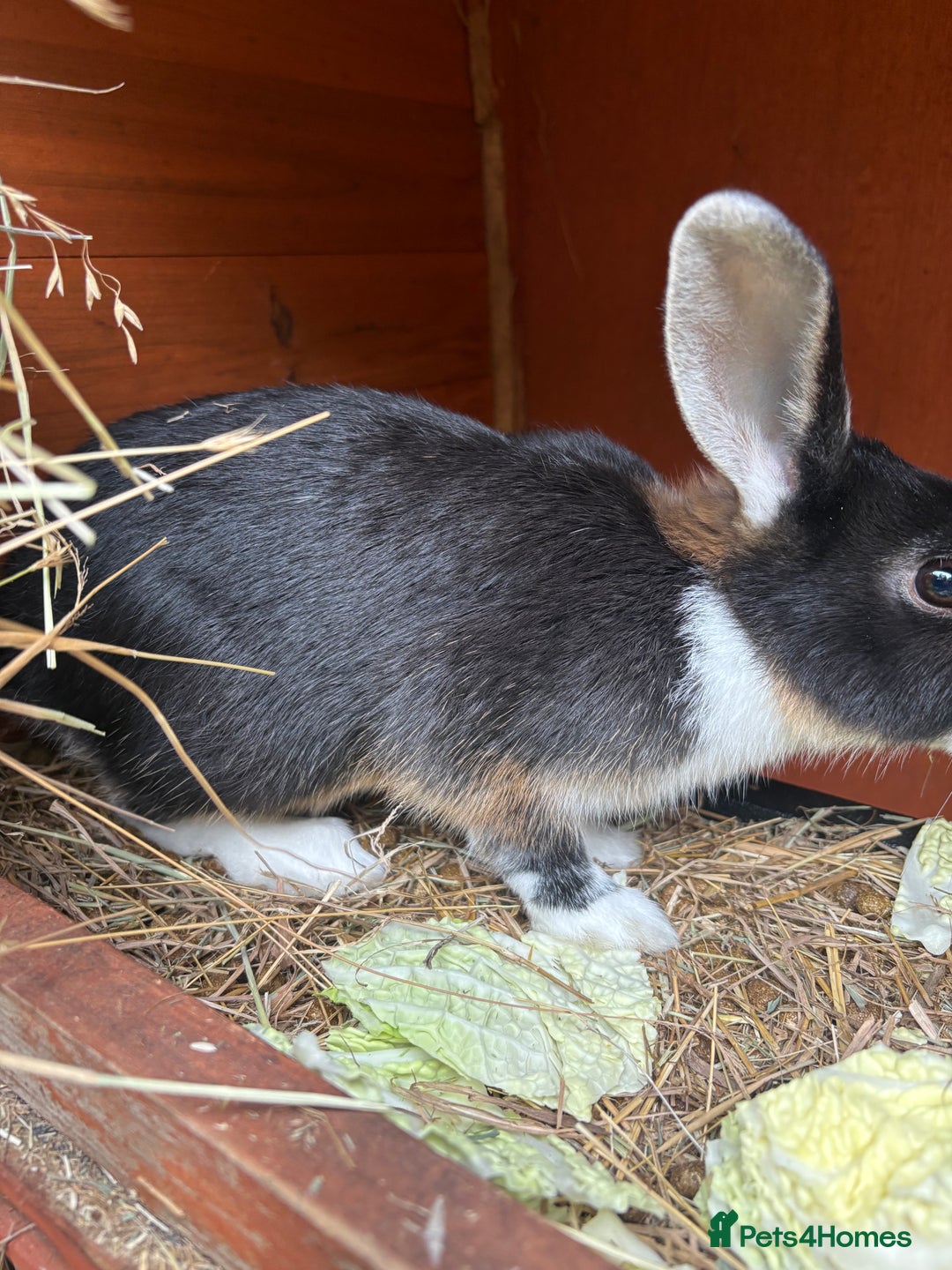 Mixed Breed rabbits for sale: 3 gorgeous rex cross-sold pending collection  - Image 1