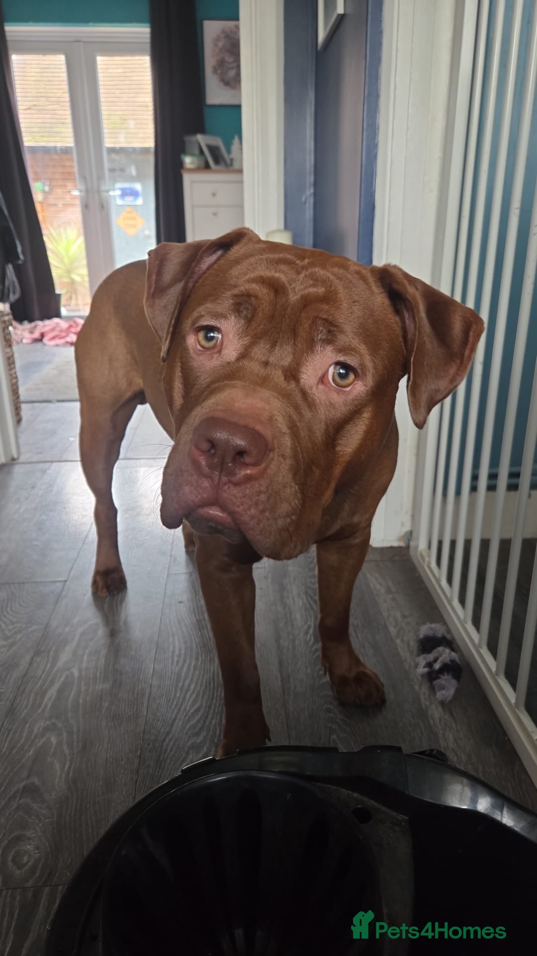 Mixed Breed dogs for sale: Rocco - Advert 2