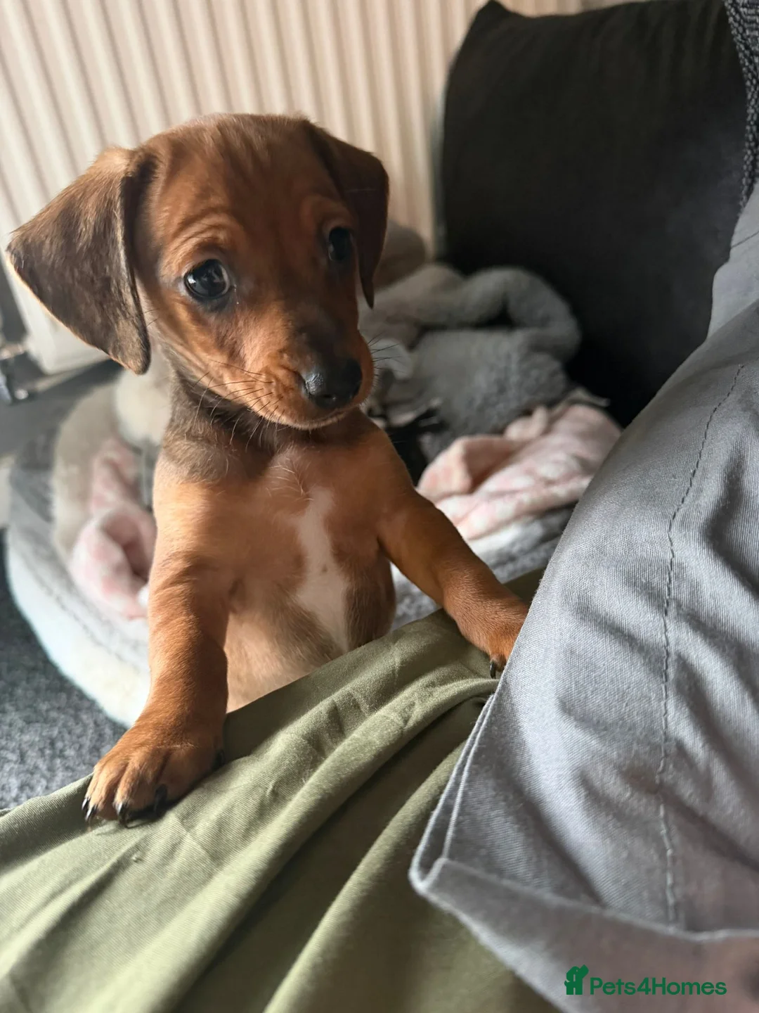 Miniature Dachshund dogs for sale: Mini Dachsund male - Advert 2