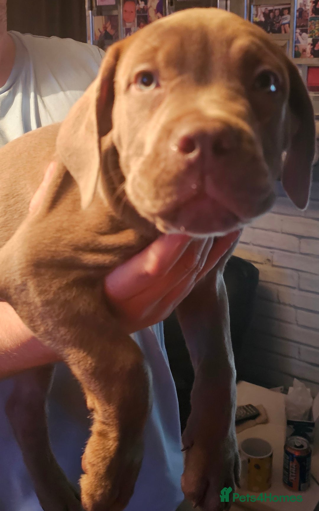 Mastiff dogs for sale: Mastiff Hybrids  - Image 22
