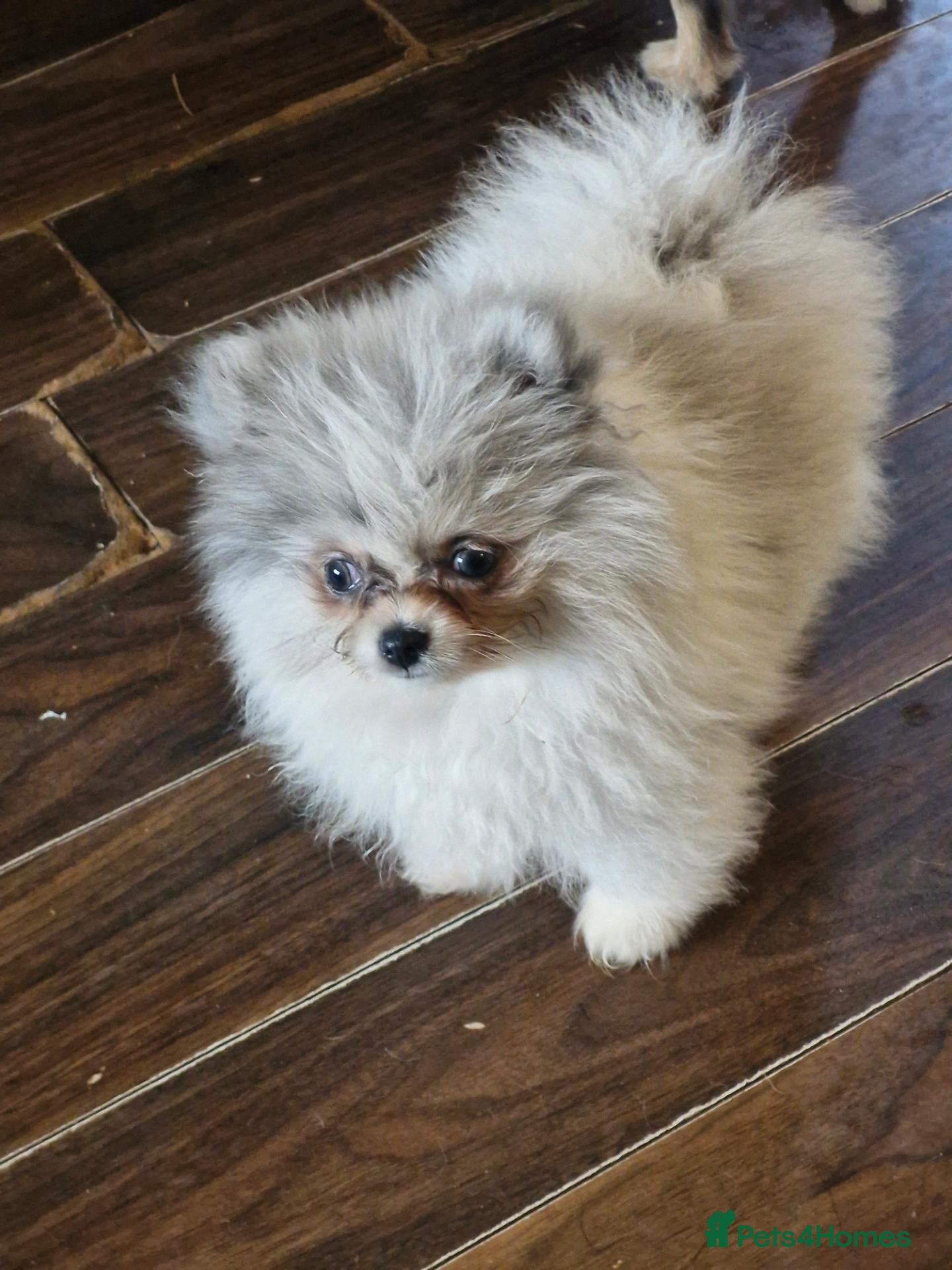 Pomeranian dogs Super tiny, Unique & Rare Pomeranian Girls 🩷🐾✨ - Advert 12