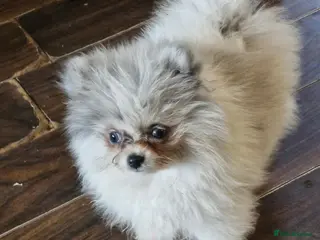 Pomeranian dogs Super tiny, Unique & Rare Pomeranian Girls 🩷🐾✨ - Advert 12