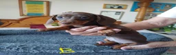 Dachshund dogs for sale: 🐶🐶 Beautiful Minature Dachshund Babies ! 🐶🐶 - Advert 10