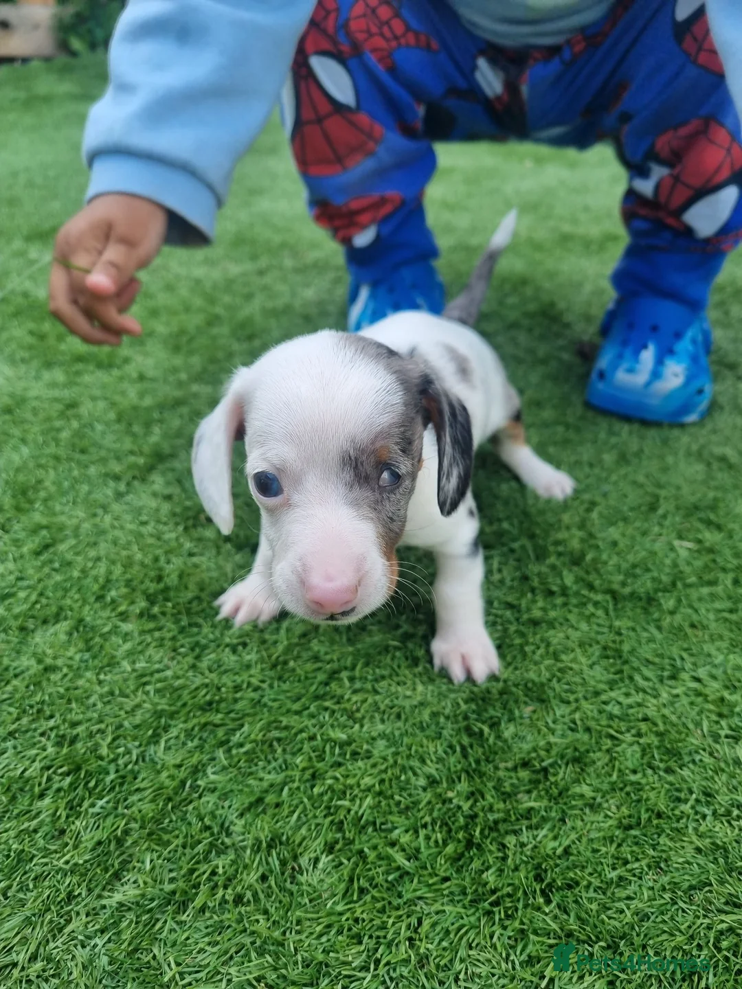 Dachshund dogs for sale: Hi we have 4 miniature dauchans tekel  - Advert 2