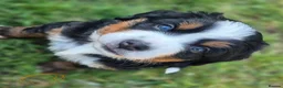 Bernese Mountain Dog dogs for sale: Cute Delighted  Bernese Mountain Puppies  in Folkestone - Advert 2