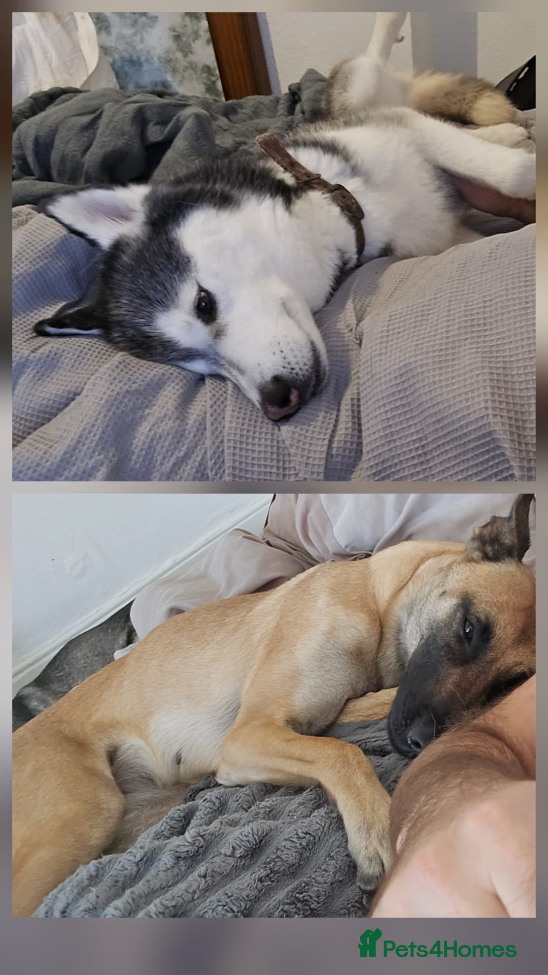 Belgian Shepherd Dog dogs for sale: Stunning Belusky Puppies! Ready Now! - Advert 2