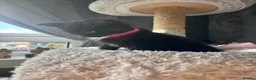 Mixed Breed cats for sale: 5 Black female ragdoll mix breed  - Advert 5