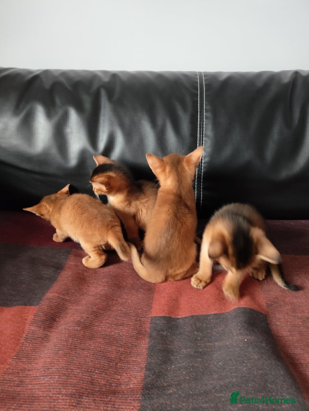 Abyssinian cats for sale: Beautiful Abyssinian Kittens 🐈 - Advert 15