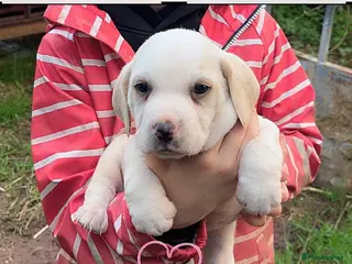 Beagle dogs 2 Beautiful beagle puppies - Advert 8