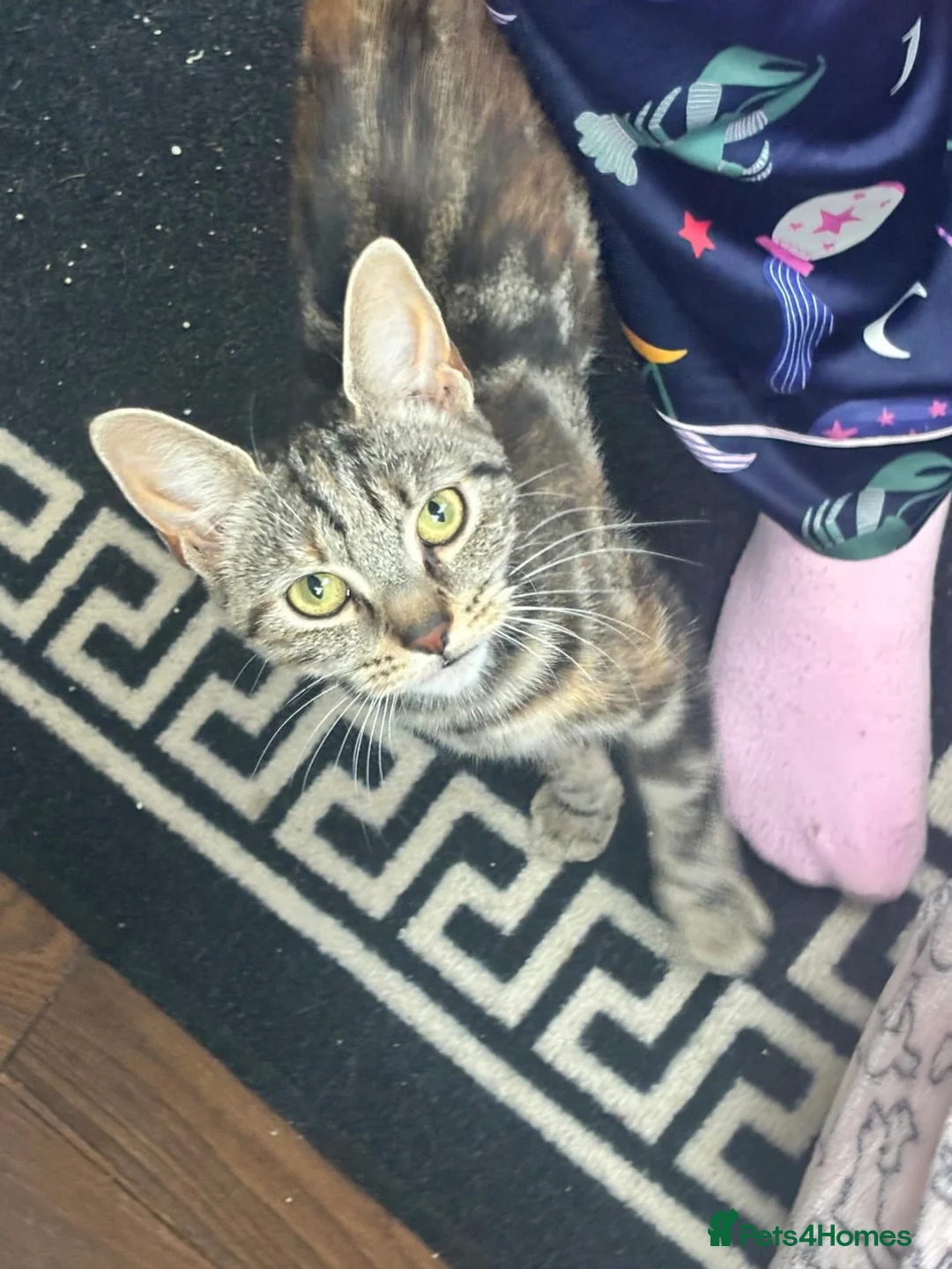 Bengal cats for sale: Ella  - Advert 7