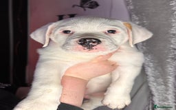 American Bulldog dogs for sale: American Bulldog Puppies – Ready Now! - Image 3