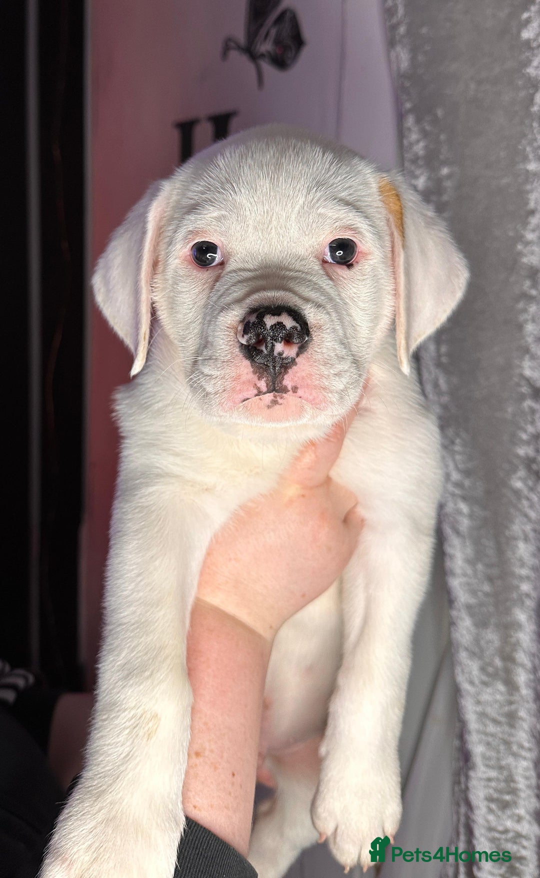 American Bulldog dogs for sale: American Bulldog Puppies – Ready Now! - Image 3