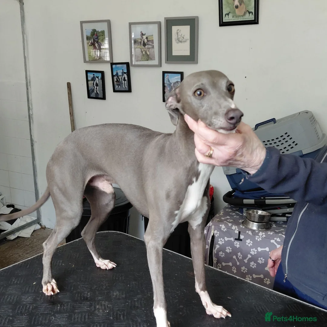 Italian Greyhound dogs for stud: At stud - Advert 4