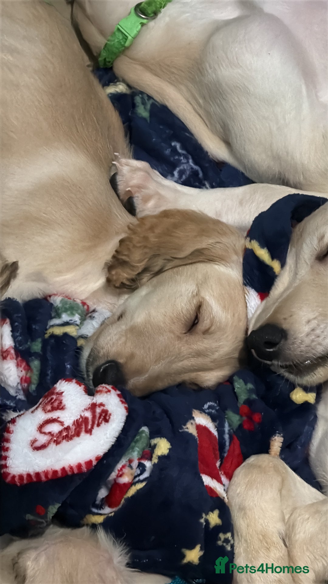 Saluki dogs for sale: Saluki 2 big boys left reduced £ - Advert 33