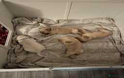 Labrador Retriever dogs for sale: Labrador Puppies  - Image 6