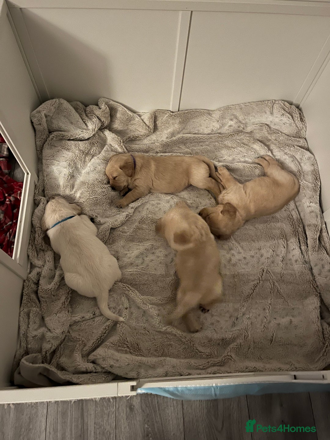 Labrador Retriever dogs for sale: Labrador Puppies  - Image 6