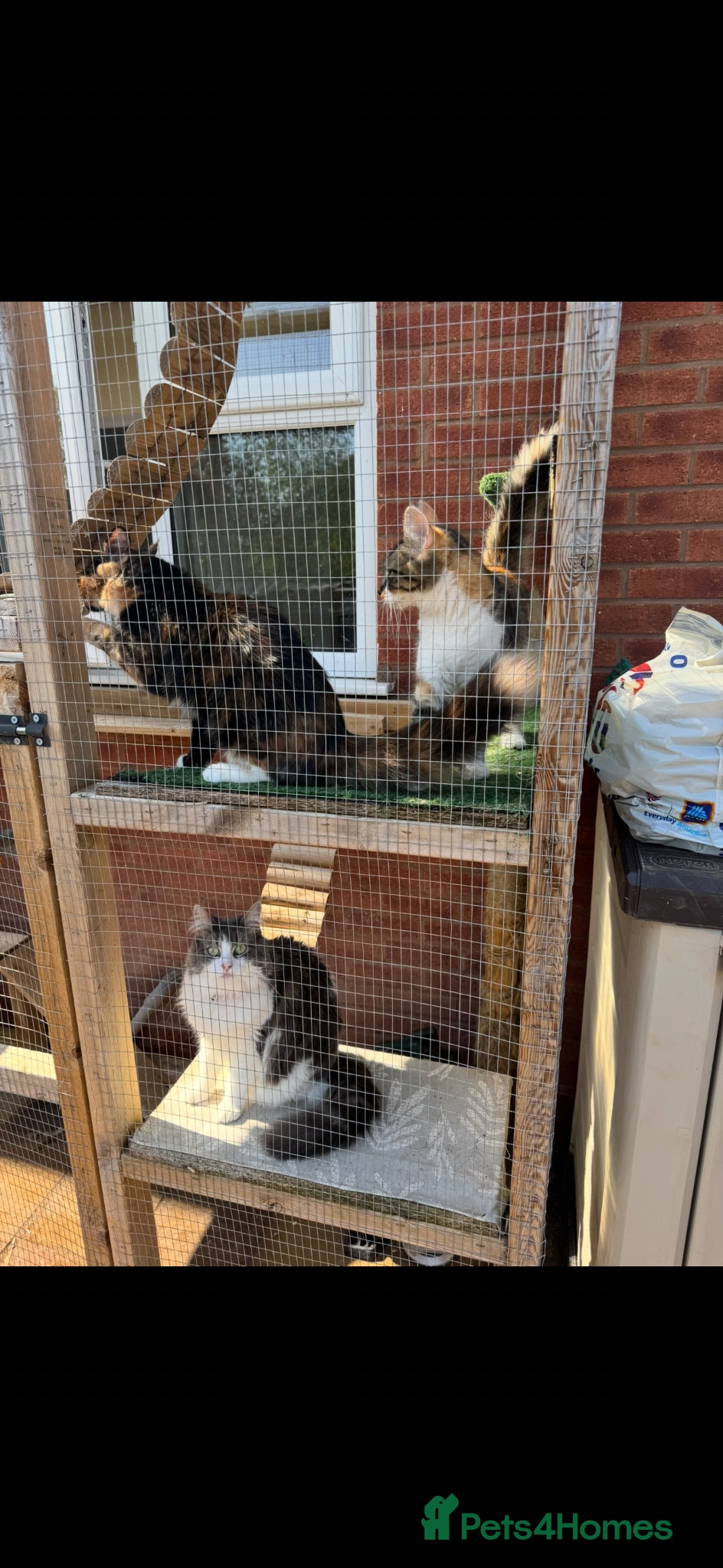Domestic Shorthair cats for sale: 3 female cats for rehoming  in Stafford - Advert 3
