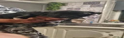 Staffordshire Bull Terrier dogs for sale: Staffordshire Bull Terrier KC Champion Lined - Advert 16