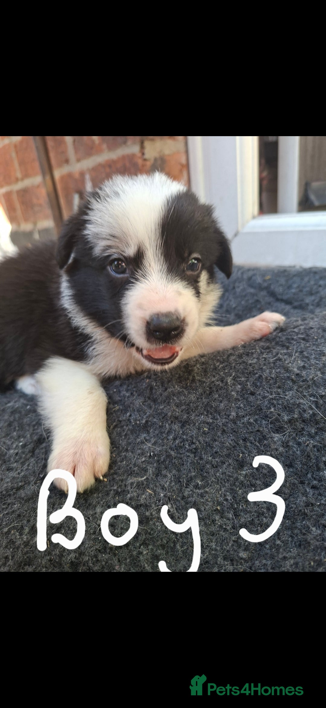 Border Collie dogs Gorgeous Border Collie Puppies - Advert 2